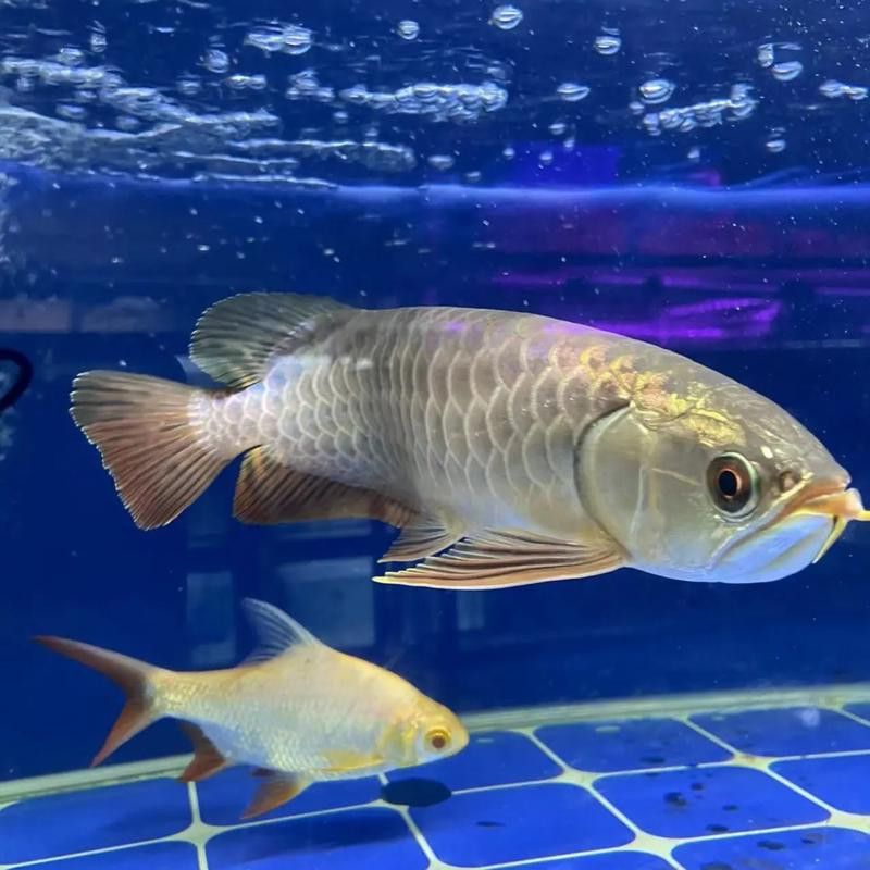 白化金龍魚圖片高清大圖