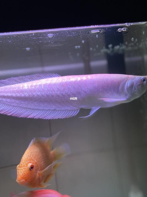 白化金龍魚圖片高清大圖