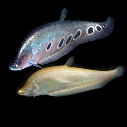 白化金龍魚圖片高清大圖