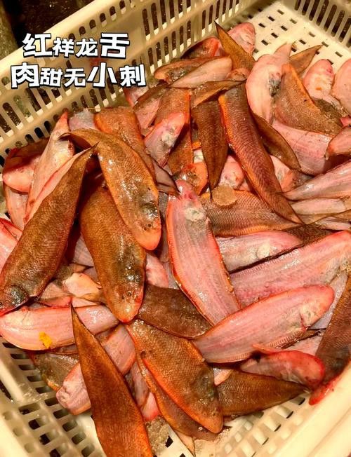 皇宮紅龍魚