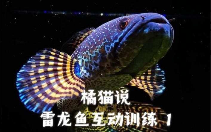 雷龍魚互動
