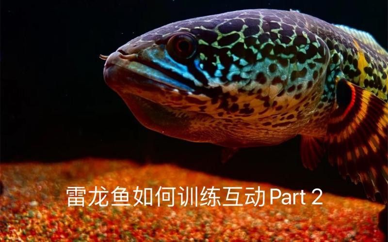 雷龍魚互動