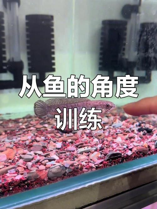 雷龍魚互動