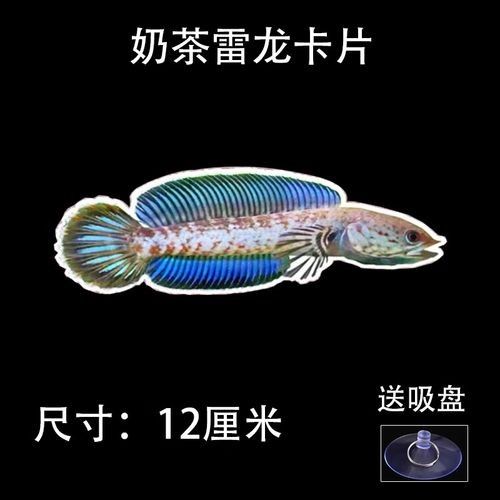 雷龍魚互動