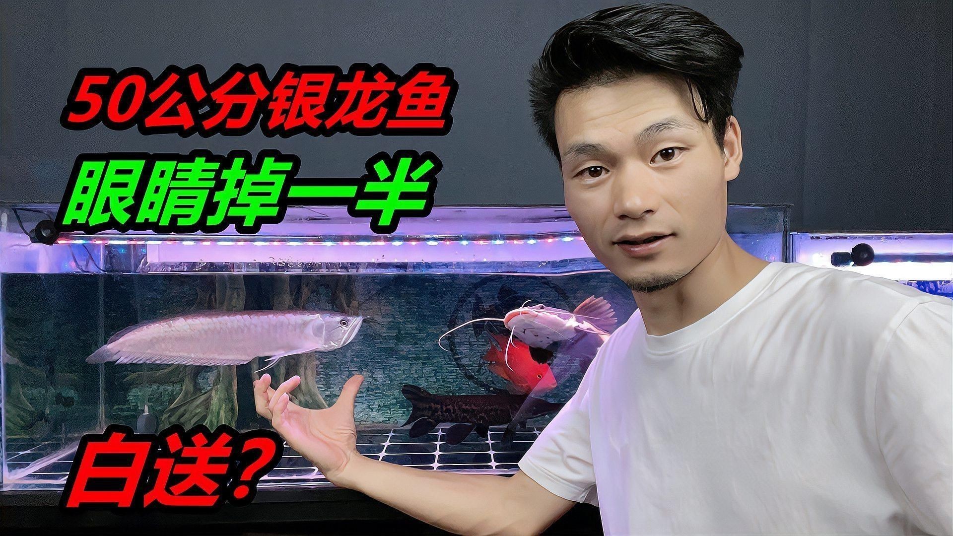 銀龍魚趴缸后如何判斷其生存狀態(tài)？