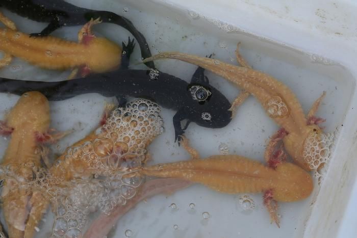 六角龍魚價格是多少（六角龍魚市場價格趨勢）