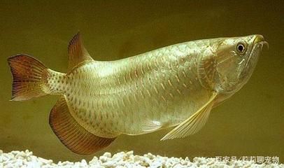 龍魚哪的最好：世界上最大的龍魚是一條長達90厘米的青龍魚