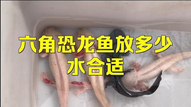 六角龍魚多少水合適