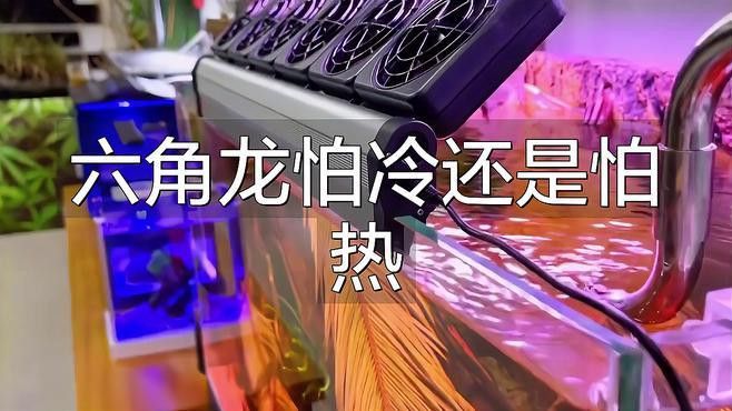 六角龍魚多少水合適