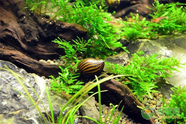 龍魚吃大白片會死嗎：龍魚吃大白片會導致死亡嗎