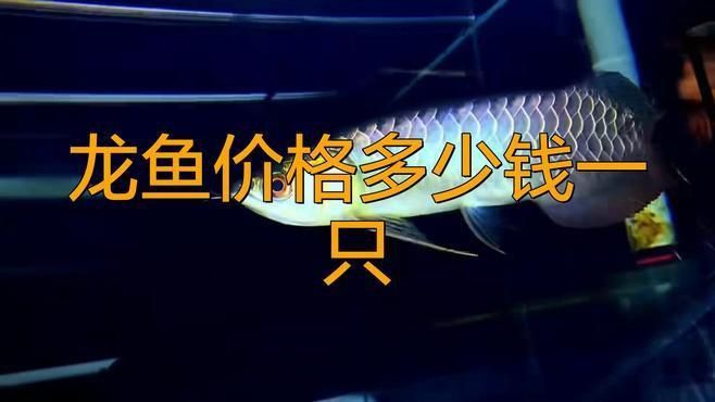 龍魚多少錢一條福龍