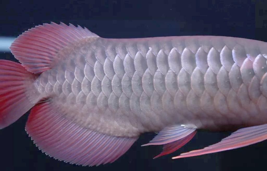 龍魚中的頂級品種有哪些？