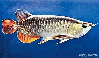 金龍魚適合新手嗎【養殖金龍魚的基本要求和技能】
