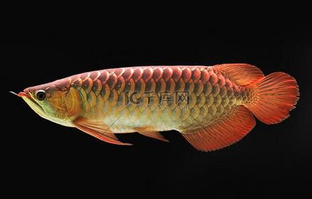 金龍魚造景圖