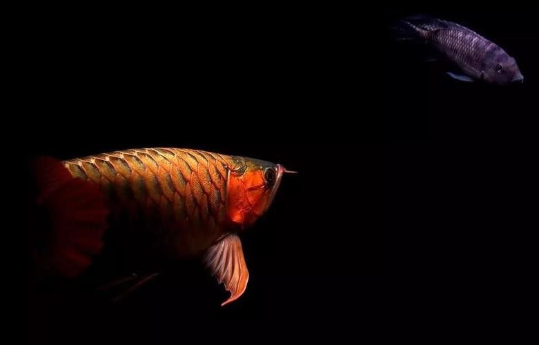 金龍魚造景圖