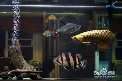 龍魚缸造景：龍魚缸造景基本步驟