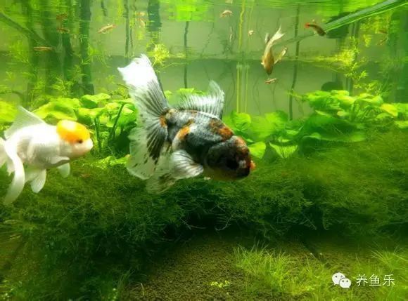 如何拍攝高質量的招財龍魚圖片？