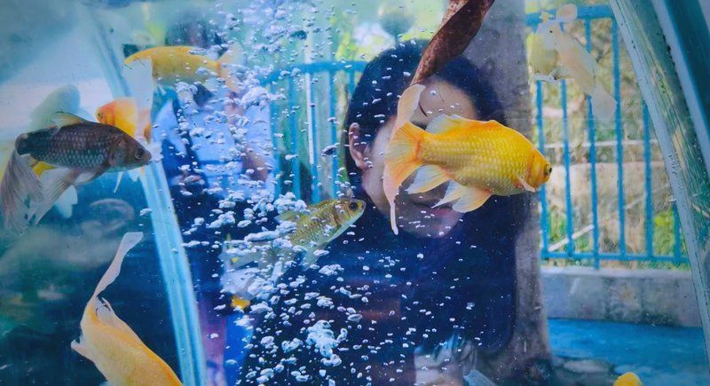 如何拍攝高質量的招財龍魚圖片？