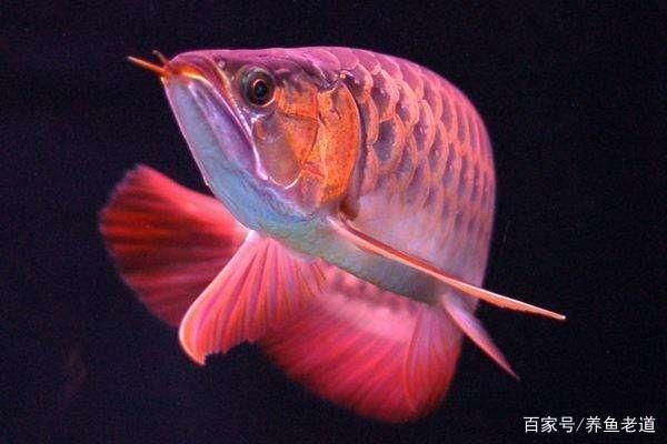 養龍魚水質檢測標準表：養龍魚時水質的穩定性和適宜性對于魚的健康生長至關重要
