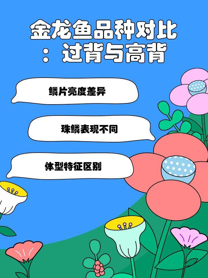 金龍魚高背和過背是什么意思