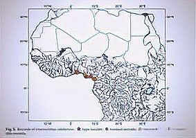 恐龍魚原產地是哪里的