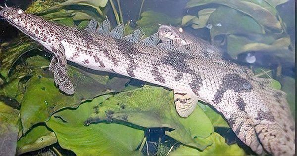 恐龍魚原產地是哪里的