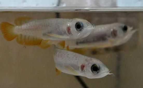 金龍魚幼苗圖片1cm