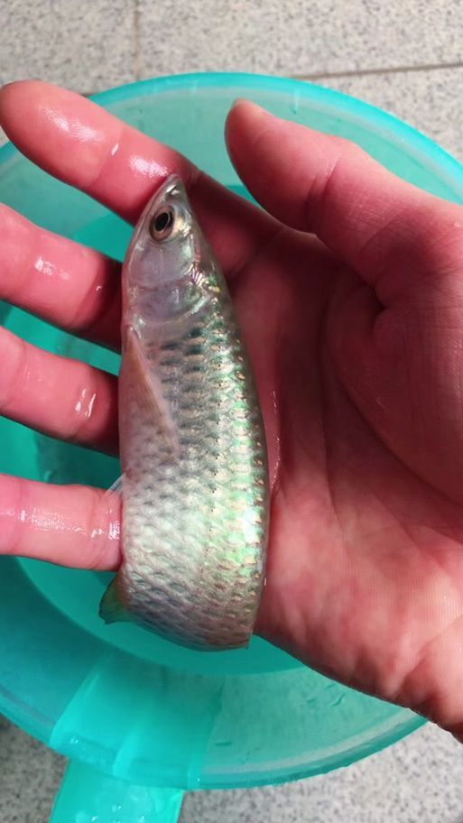 金龍魚幼苗圖片1cm