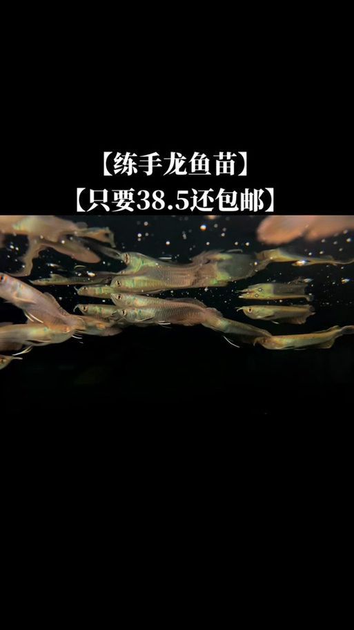 金龍魚幼苗圖片1cm