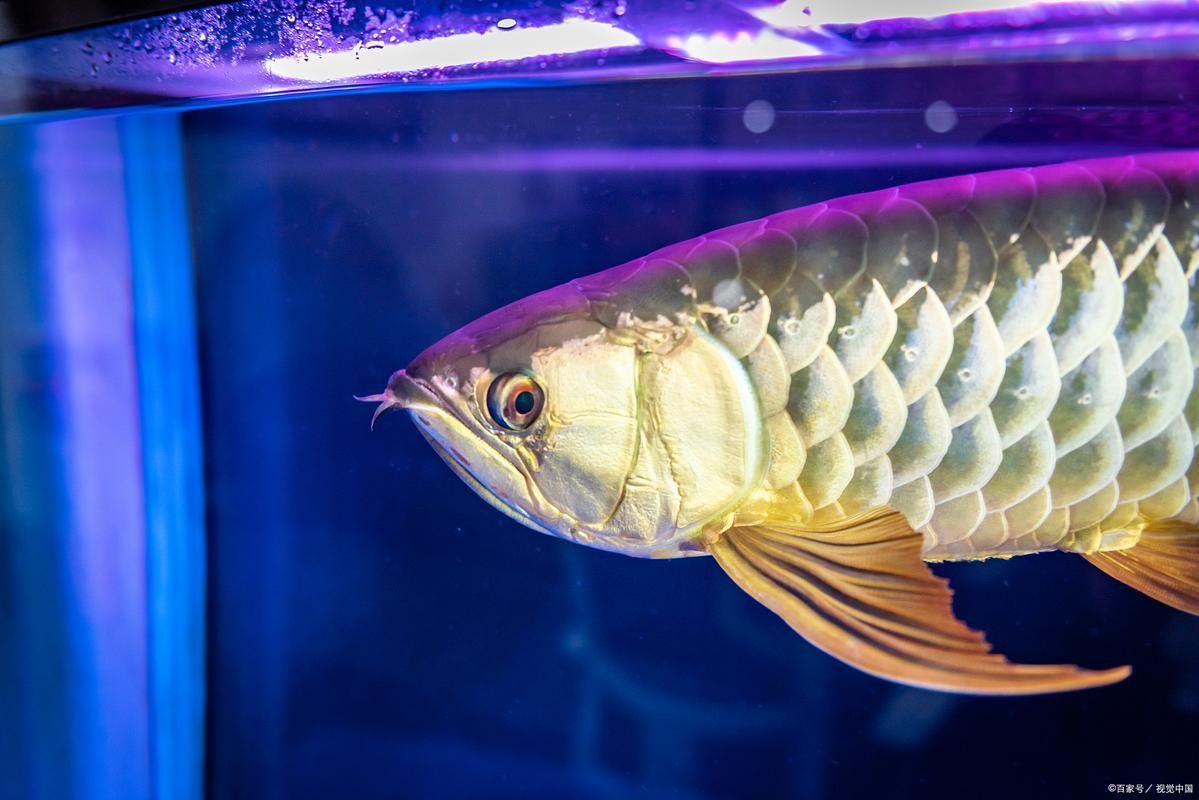 金龍魚幼苗圖片1cm