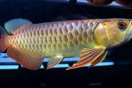 金龍魚幼苗圖片1cm