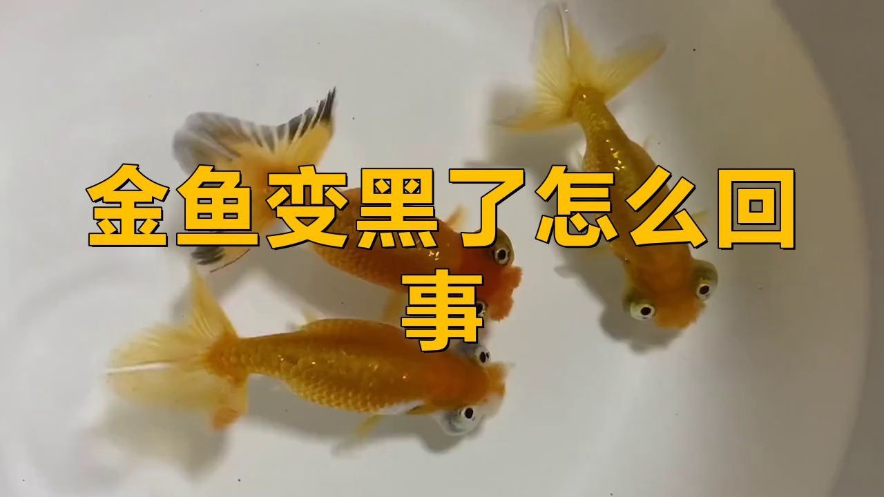 金魚發黑后多久會恢復？