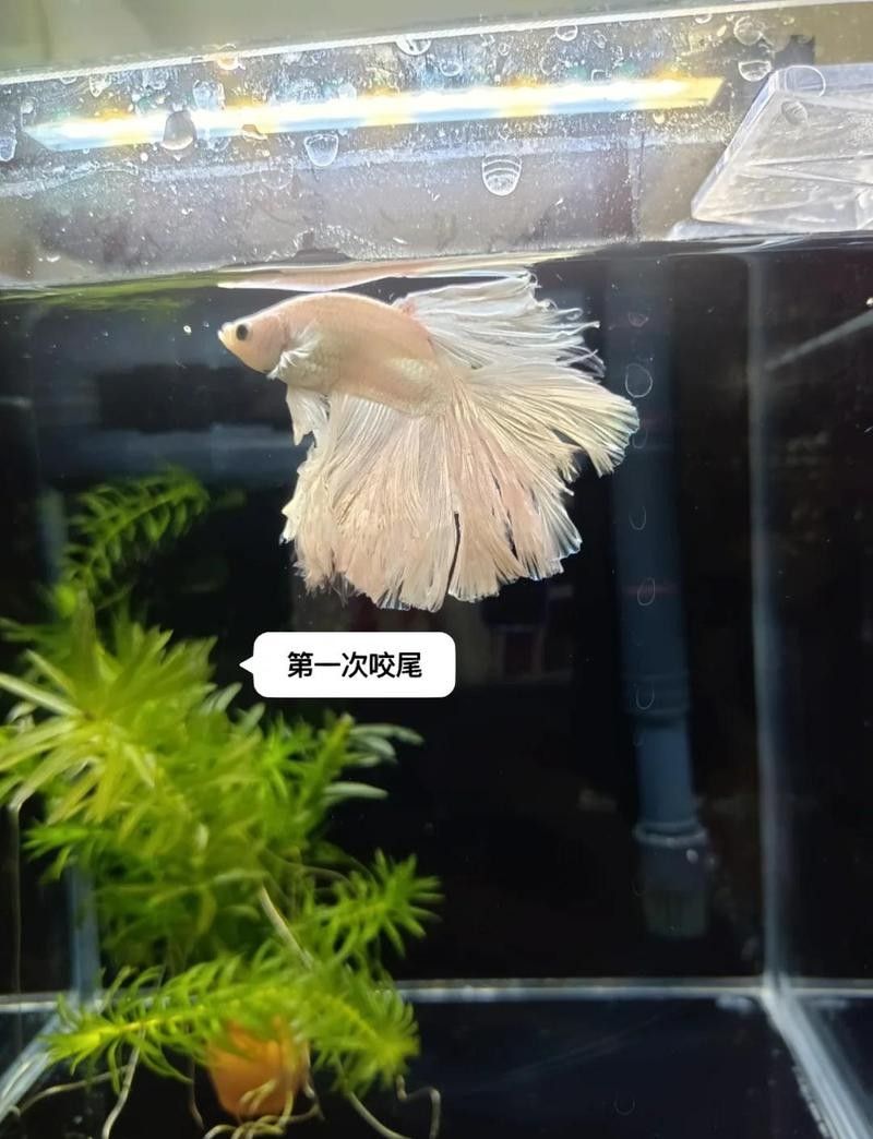 龍魚咬尾后需要多久隔離？