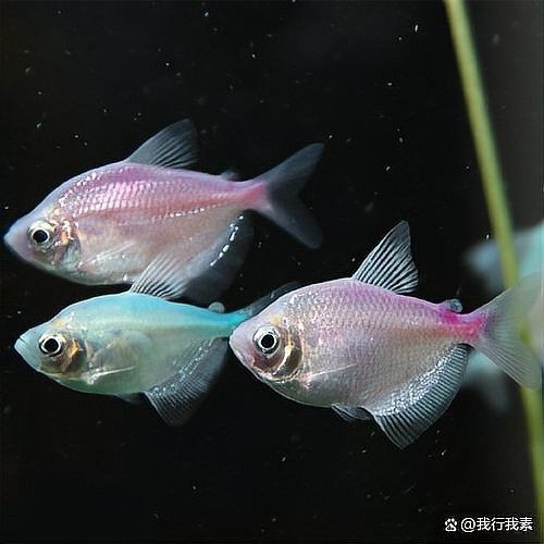 龍魚咬尾后需要多久隔離？