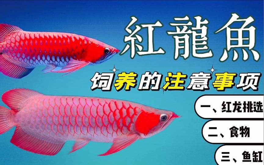 飼養小紅龍魚需要注意哪些事項？