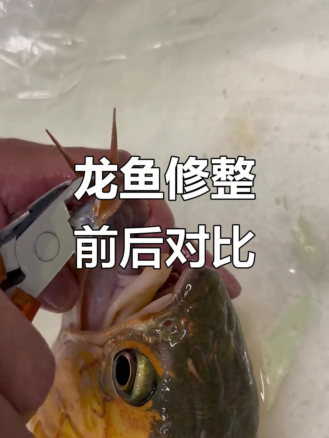 龍魚鰭爛手術費用是多少