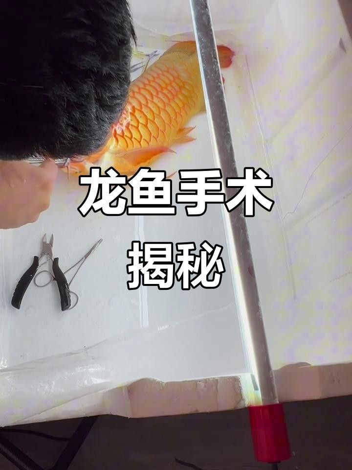 龍魚鰭爛手術費用是多少