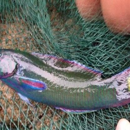 龍魚1000升水下多少鹽