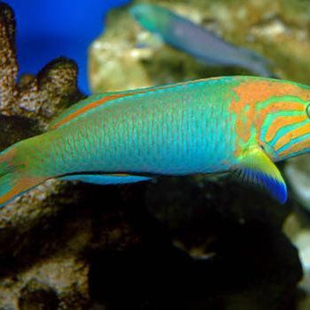 龍魚1000升水下多少鹽