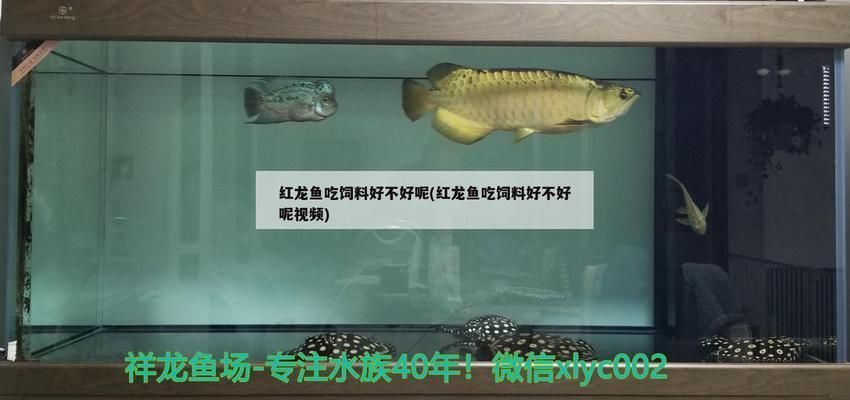 紅龍魚喂飼料好不好呢，