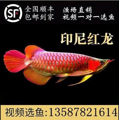 紅龍魚分類及圖片及價(jià)格大全大圖