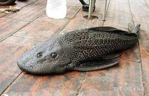 銀龍魚把清道夫吃了