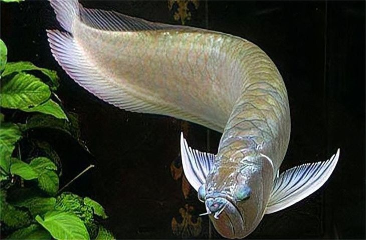 銀龍魚把清道夫吃了