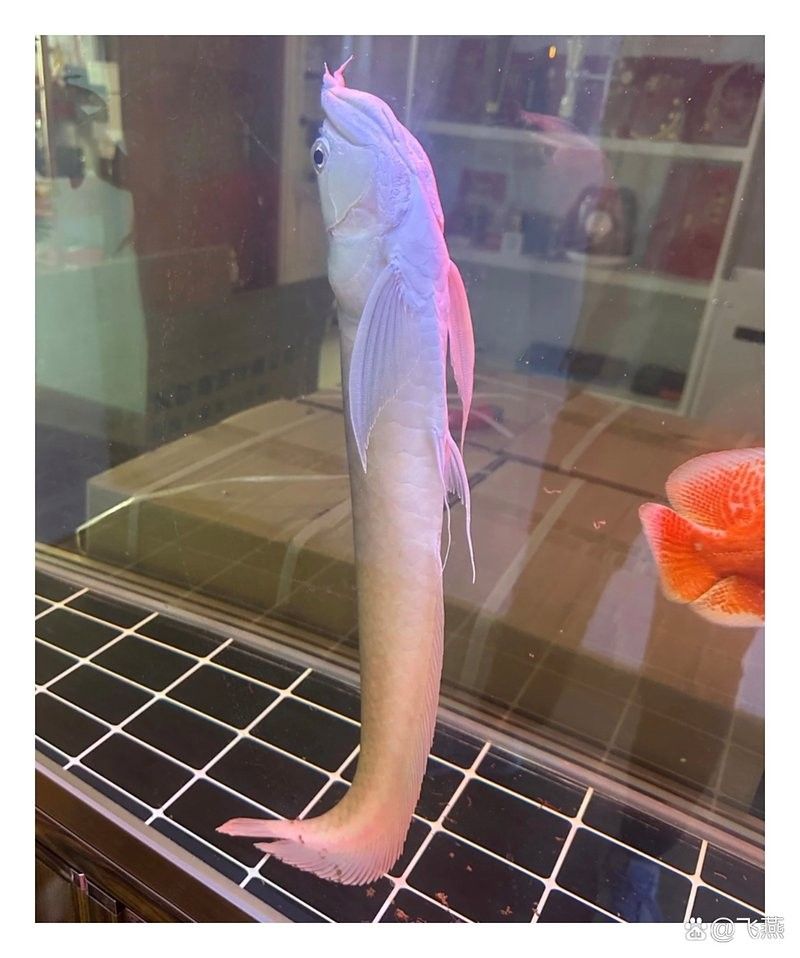 銀龍魚把清道夫吃了