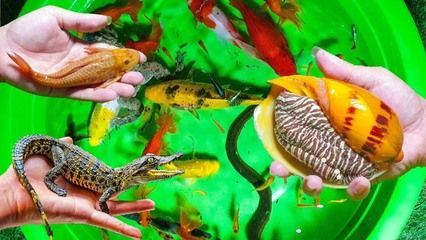 泉州哪里里能買六角龍魚（泉州哪里能買六角龍魚的直接答案可以嘗試通過以下途徑獲取信息）
