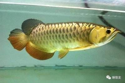 金龍魚為什么總在魚缸底層游動（金龍魚在魚缸底層游動的行為可能由多種因素引起）
