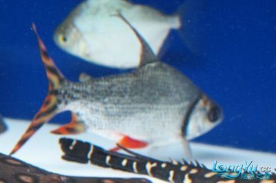 50公分龍魚(yú)配多大飛鳳好看（龍魚(yú)與飛鳳的搭配時(shí)需要注意一些關(guān)鍵點(diǎn)以確保它們的健康和美觀） 50公分龍魚(yú)配多大飛鳳好看（龍魚(yú)與飛鳳的搭配時(shí)需要注意一些關(guān)鍵點(diǎn)以確保它們的健康和美觀） 龍魚(yú)百科 第3張