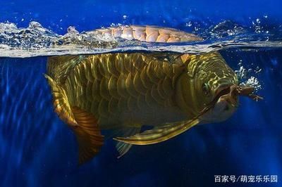 龍魚受驚嚇的解決方法：龍魚受到驚嚇怎么辦