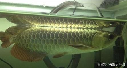 龍魚受驚嚇的解決方法：龍魚受到驚嚇怎么辦