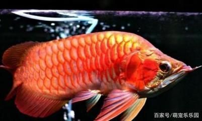 龍魚受驚嚇的解決方法：龍魚受到驚嚇怎么辦